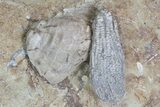 Two Crinoids and One Brachiopod on One Plate - Crawfordsville, Indiana #92521-3